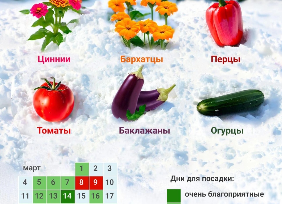 Когда сеять рассаду в марте?